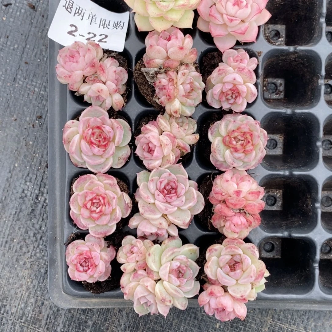 阿***蕾2-22多肉多肉多肉多肉多肉