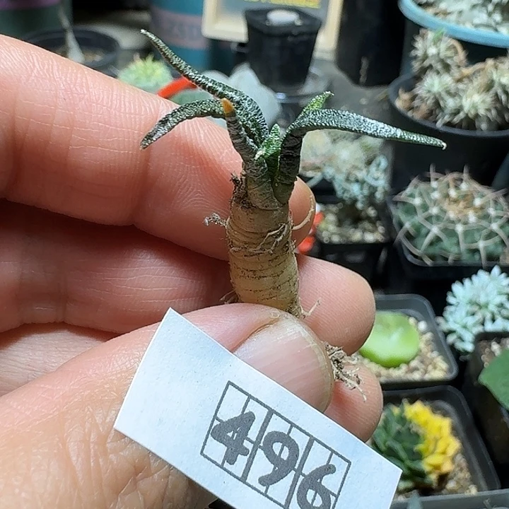 496龙舌兰岩牡丹脱土发货