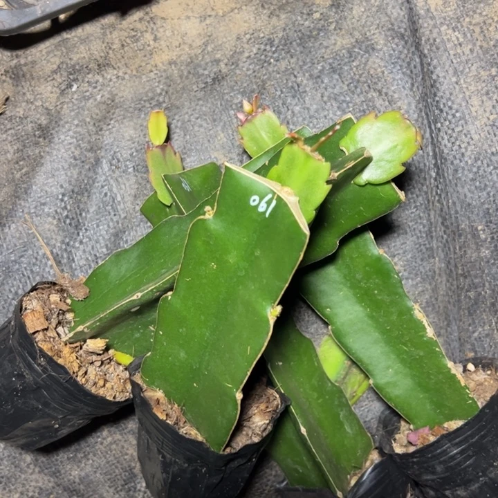 高纯061嫁接单片小破苗一颗16.8