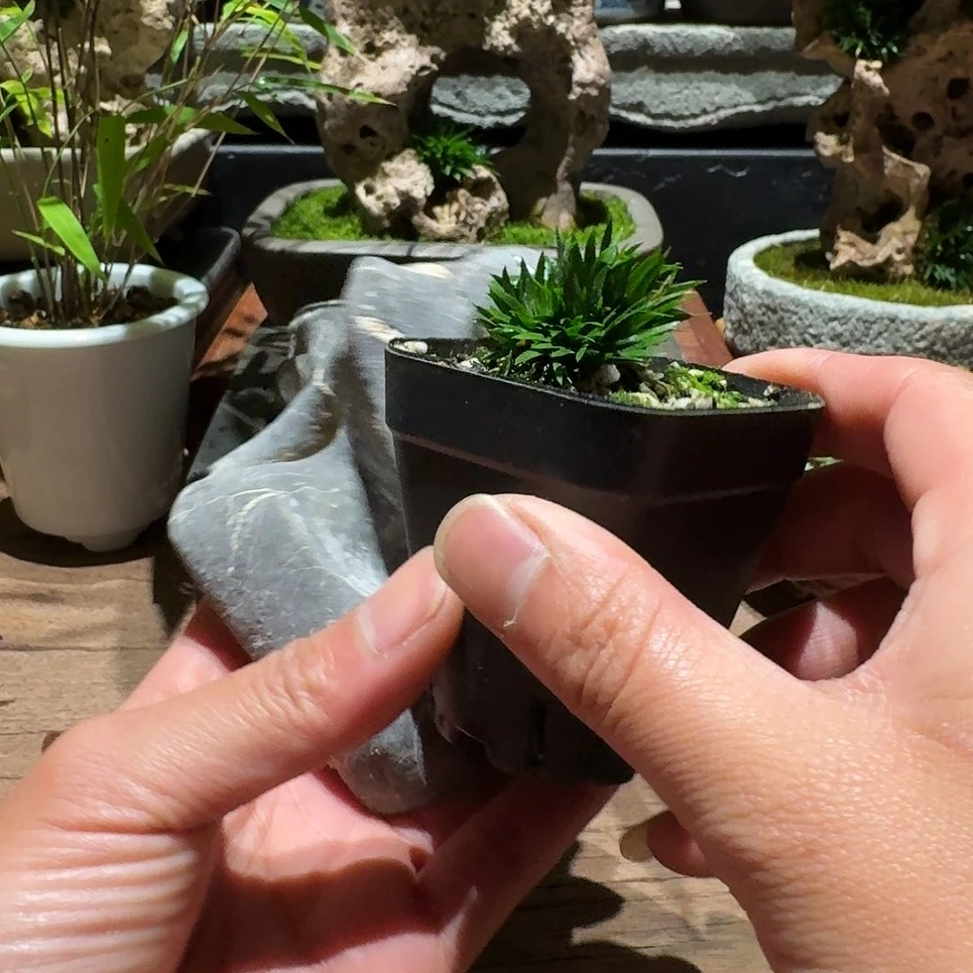 红陶春**意贵船苔太湖石