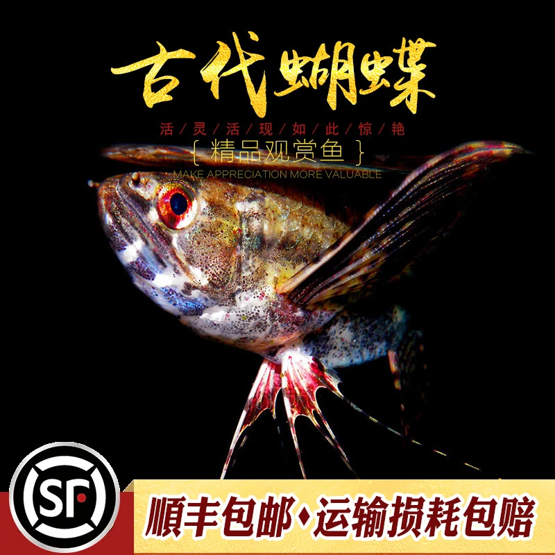 古代蝴蝶鱼飞蝶鱼迷你龙鱼热带鱼淡水鱼小型上层鱼进口稀有鱼活体