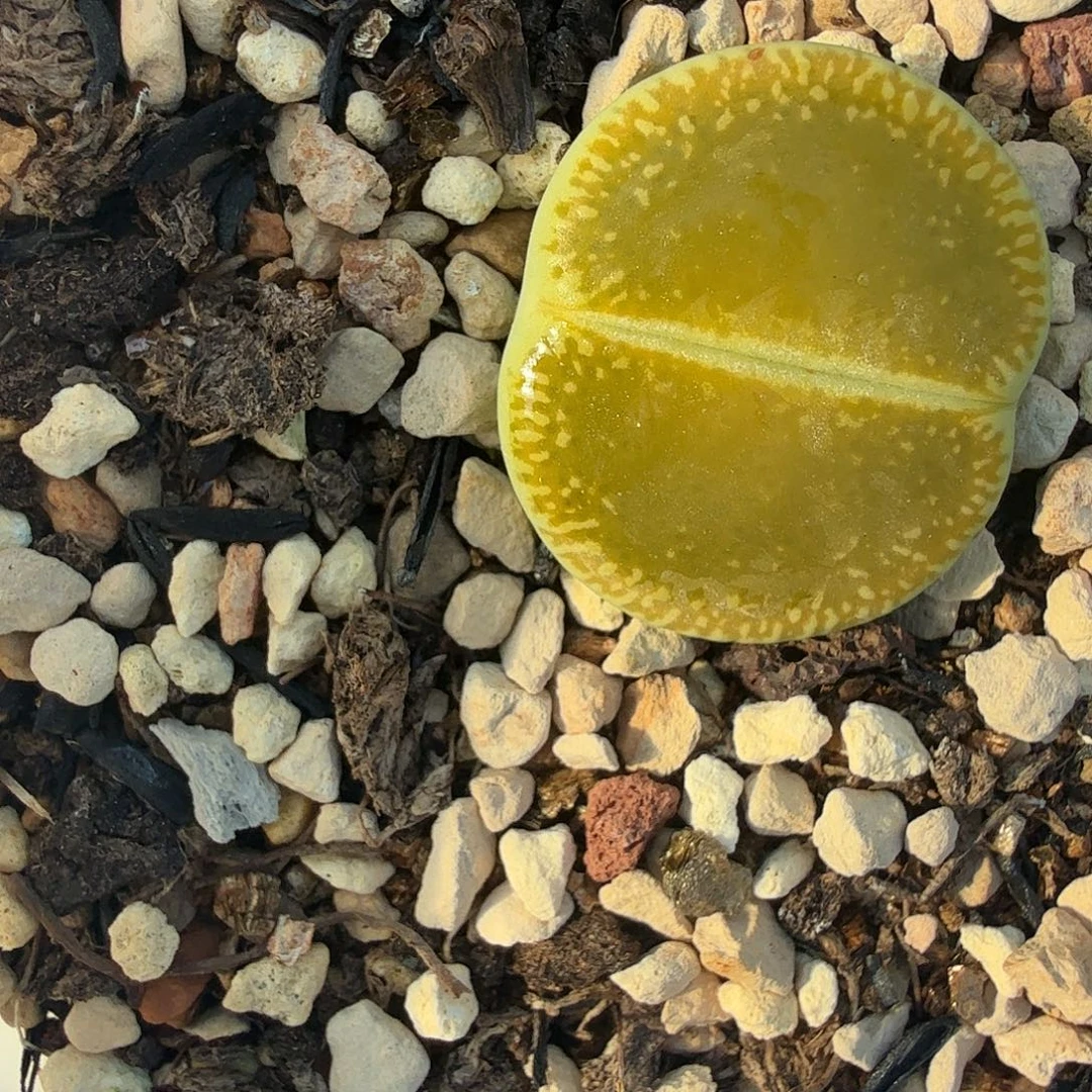 你要吃就去拿去咯你421我