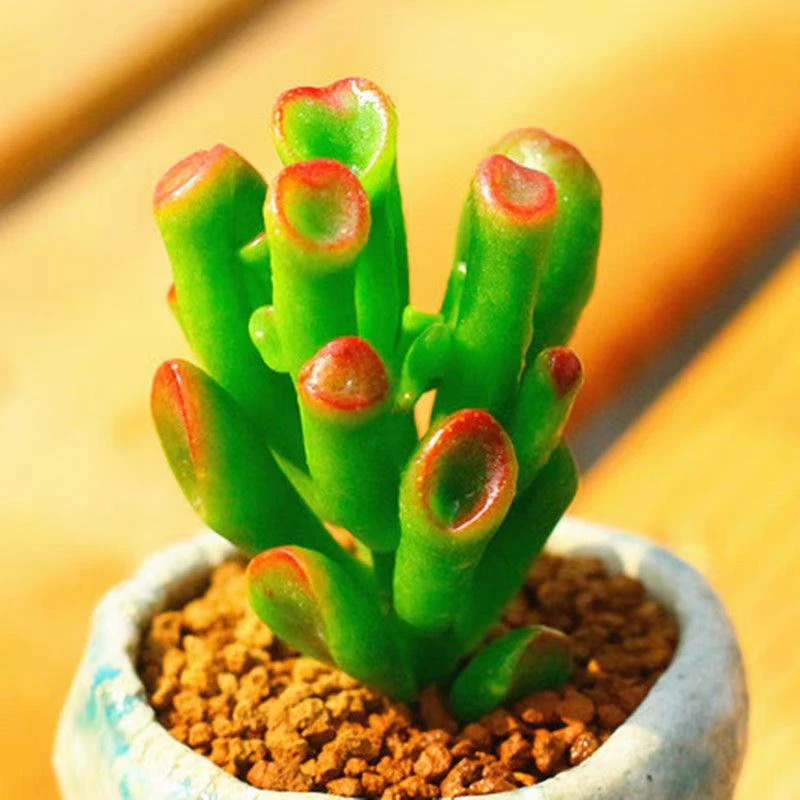 【凑满10元包邮发货】吸财树穴盘3-5cm多肉植物 不含盆