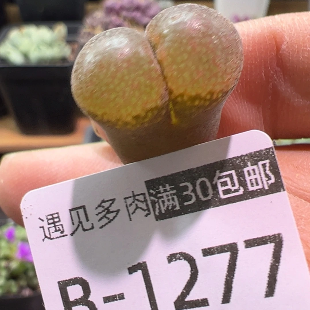 多肉植物11111111111