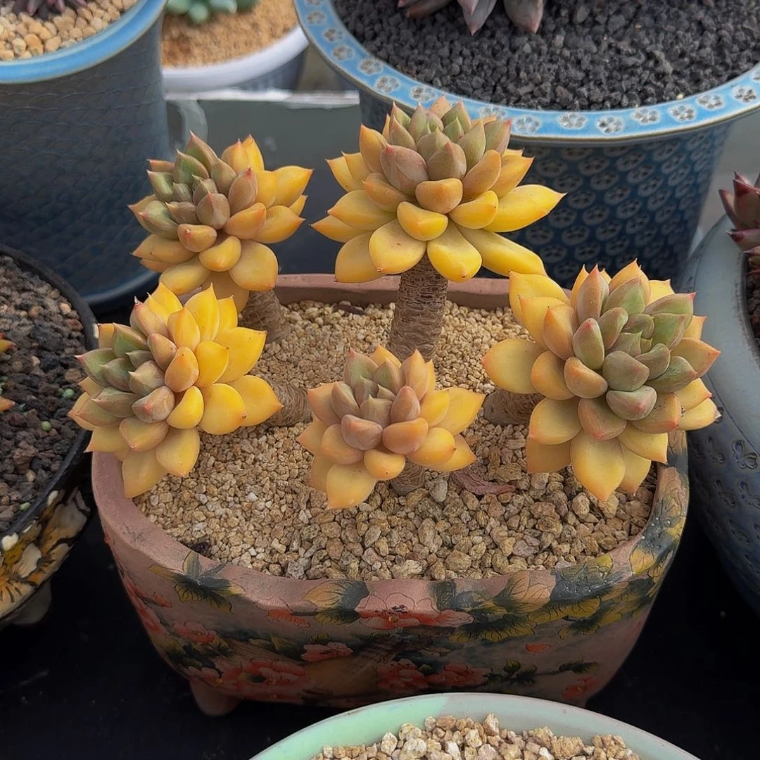 红象牙 5头 一物一拍