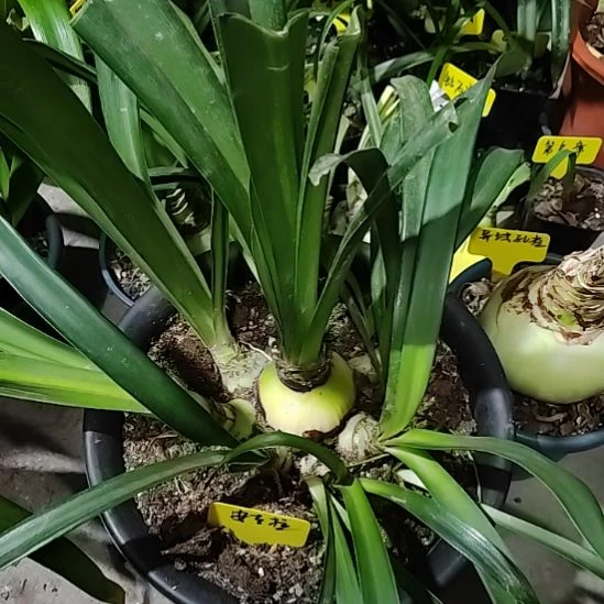 无花朵安吉拉6.5带10侧