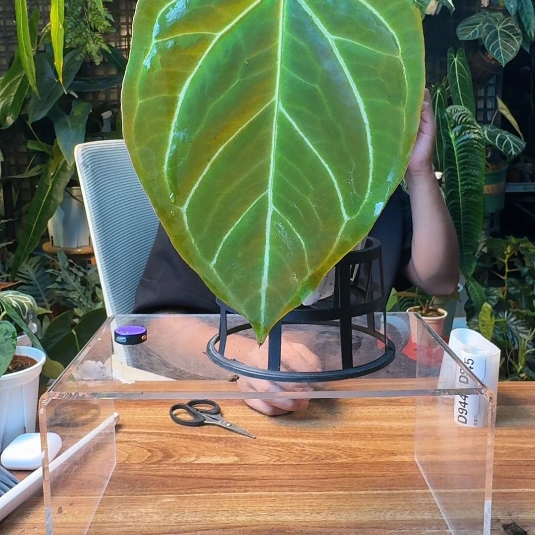 低***马无花朵一物一拍D943