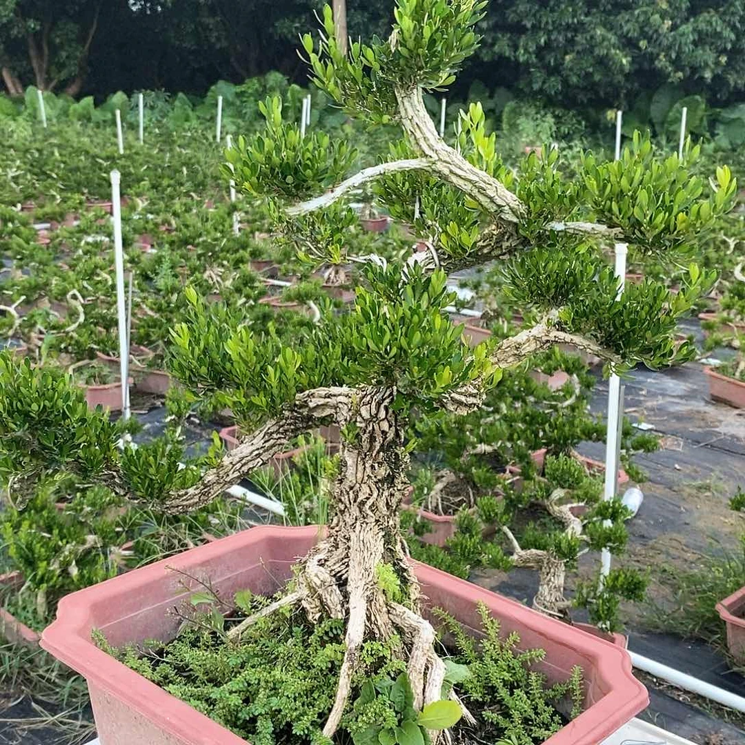 不开花植物倚**雨2234567
