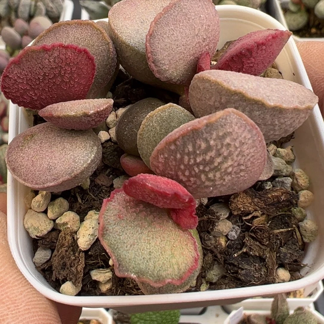 妖姬水泡多肉植物水泡