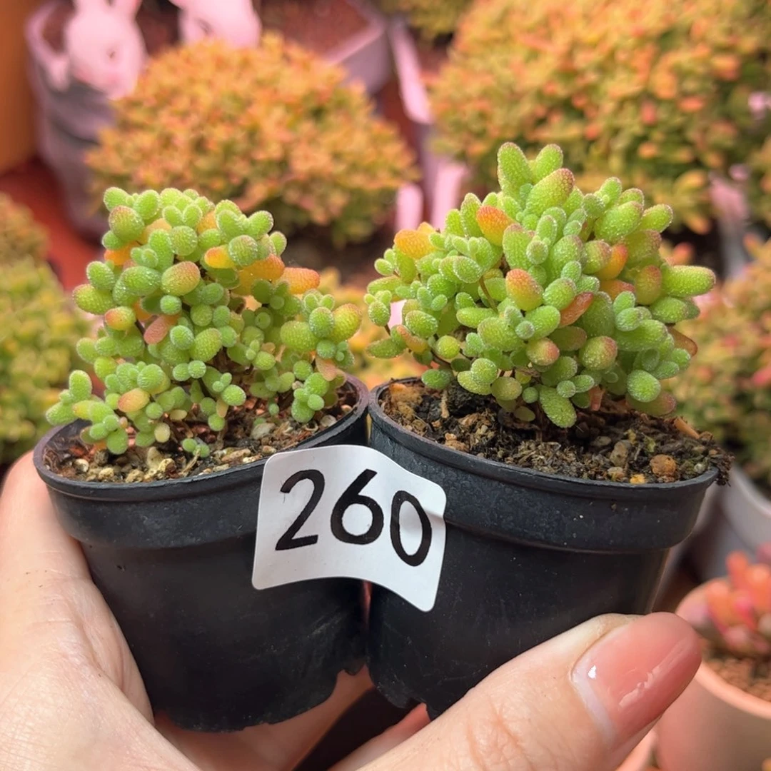 260金橘两颗可爱多肉植物