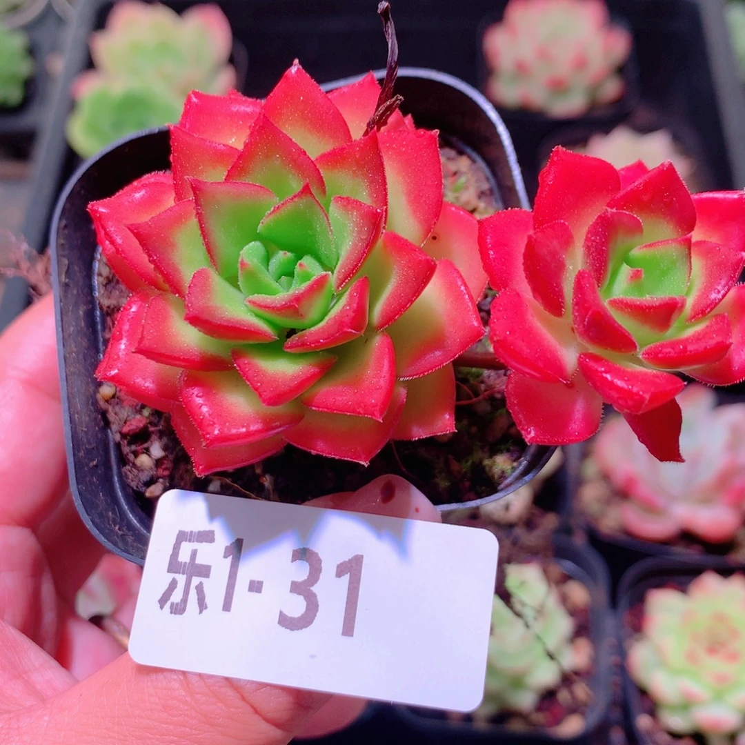 乐然1-31 蒂亚双头