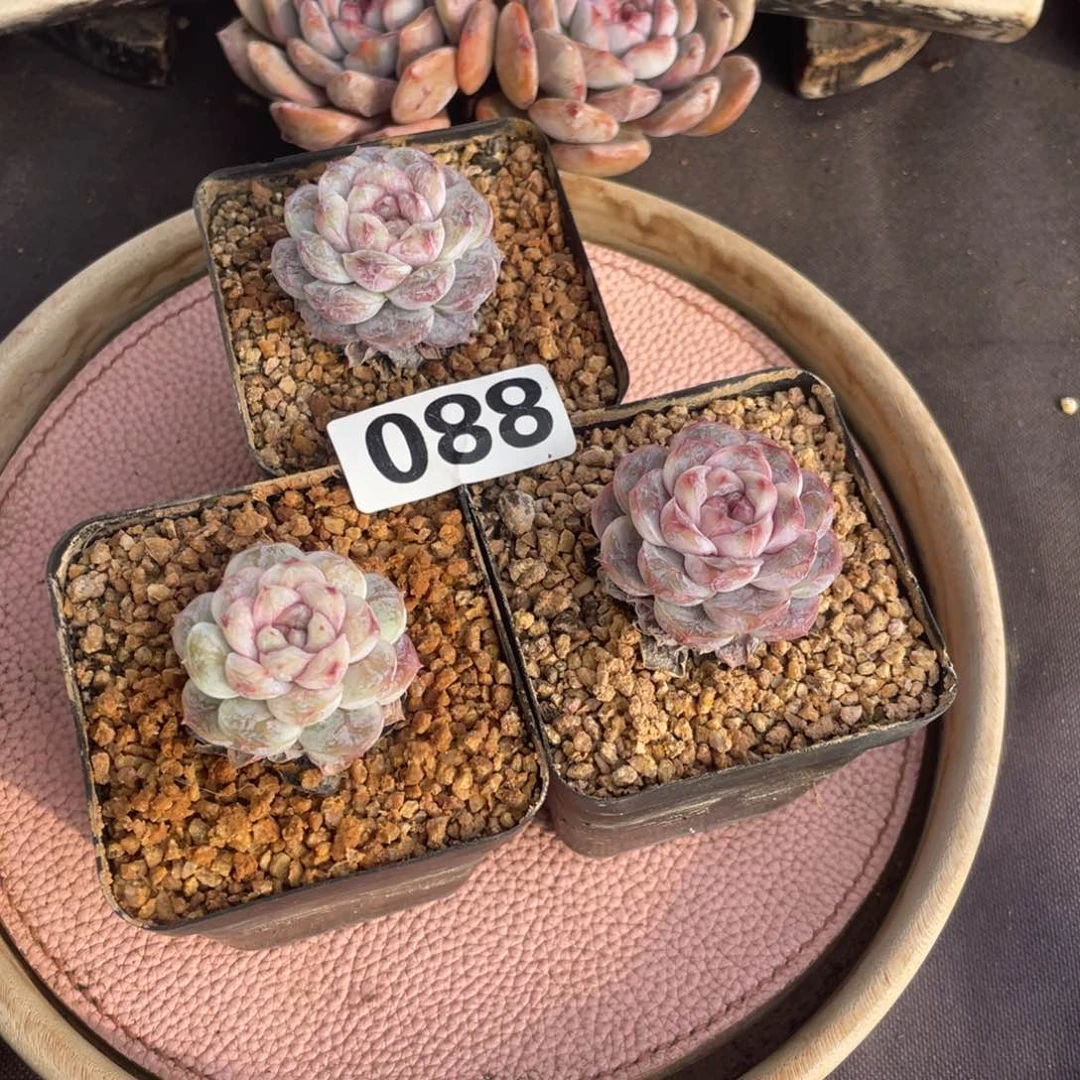 焦糖玛奇朵三个单头088