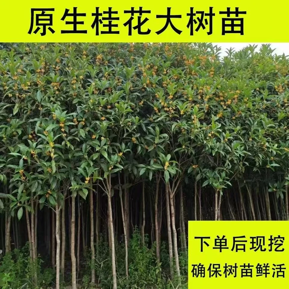 桂桂花树大盆栽树苗老桩大树苗1.5米以上基地直发