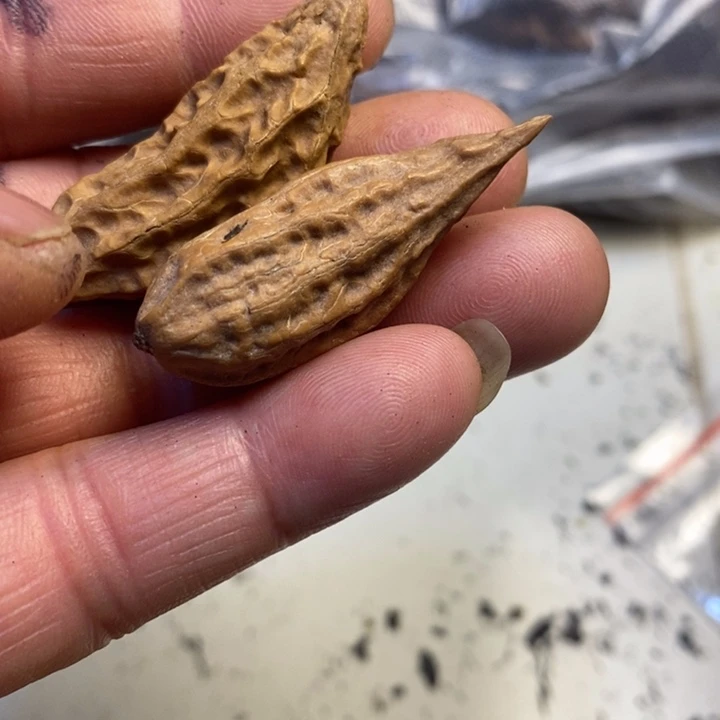 文玩核桃吊坠东北特产101