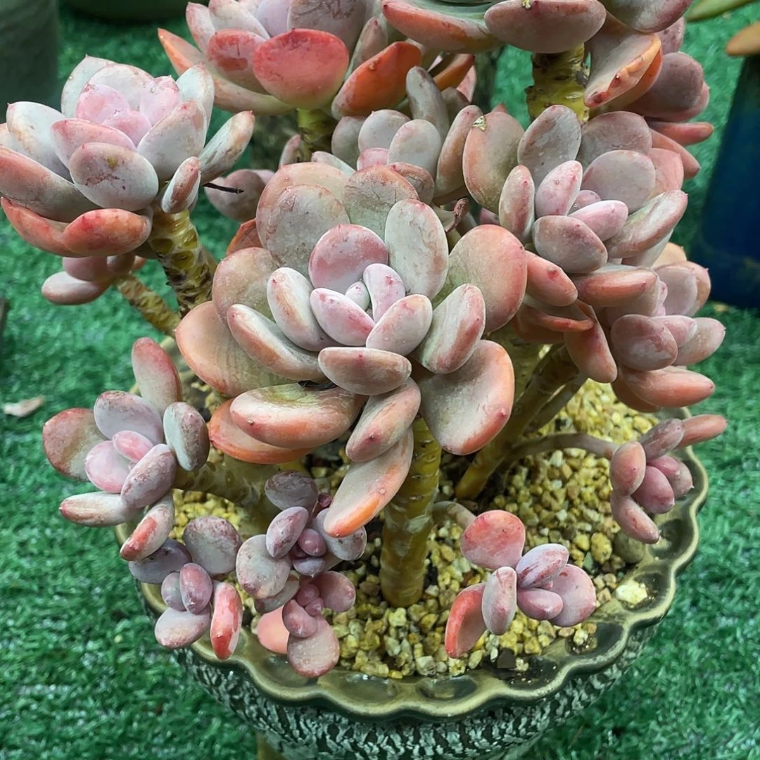 墨西哥美人满28包邮非偏远