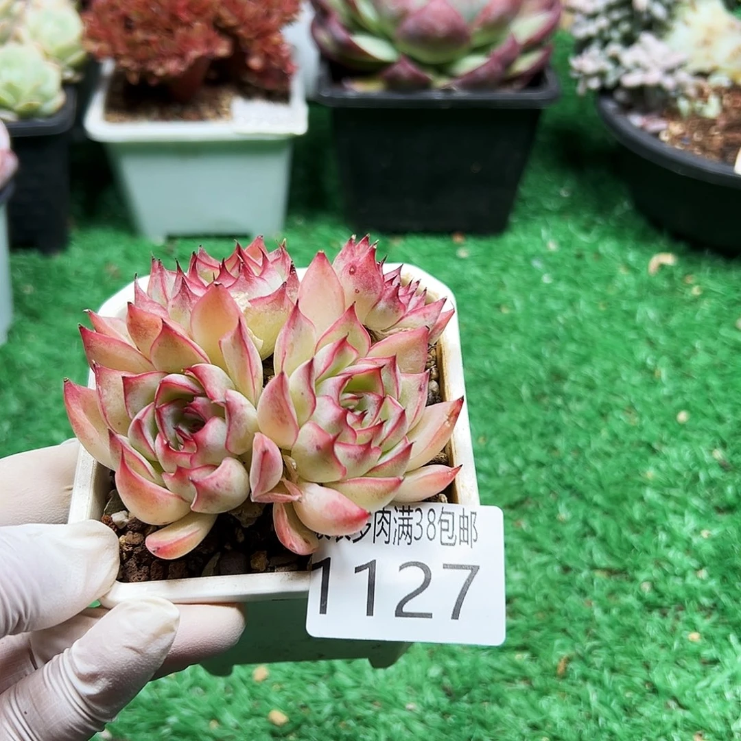 无花朵多肉一物＿拍植物1127