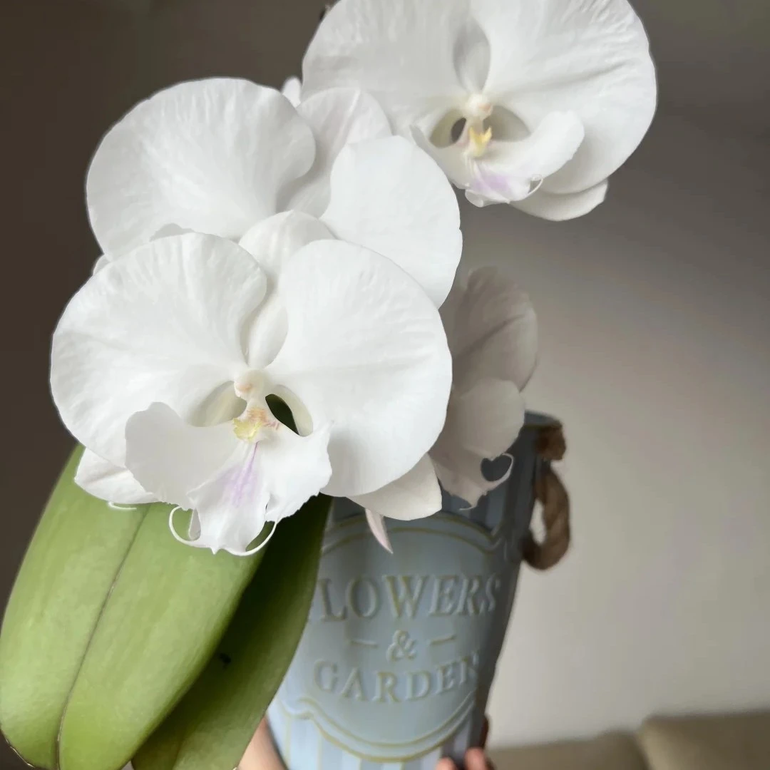 青桔【宝钗ch2000】蝴蝶兰 治愈系 单双混发 基地直发