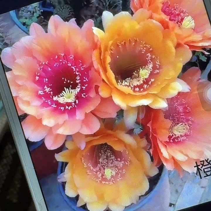 橙宝石根7公分左右毛花柱20包邮）