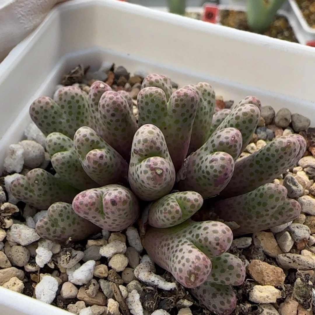 12-27-6-2当天满38包邮清货22头日本园艺斑马脱土