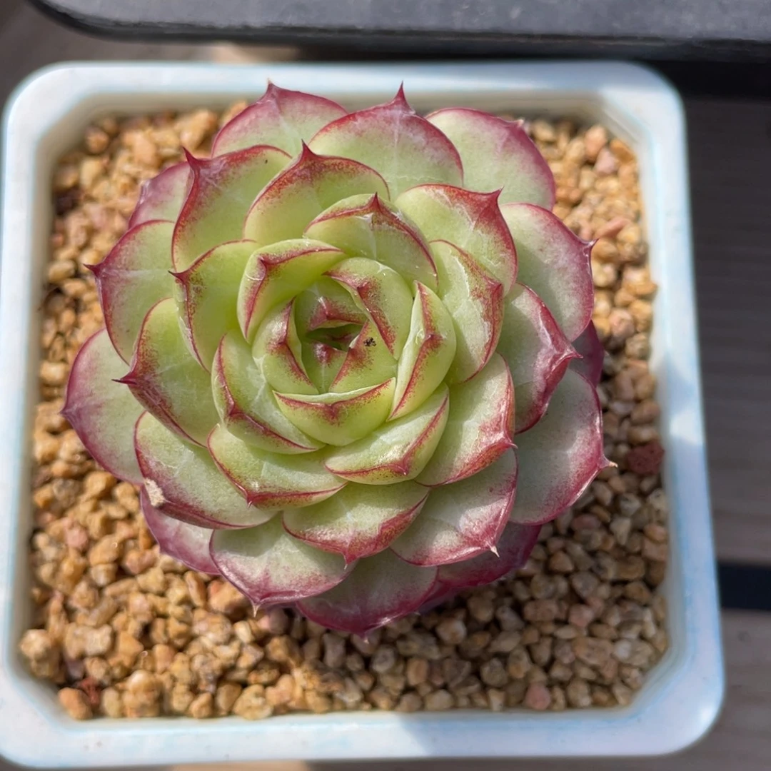 优选女王灯泡多肉186