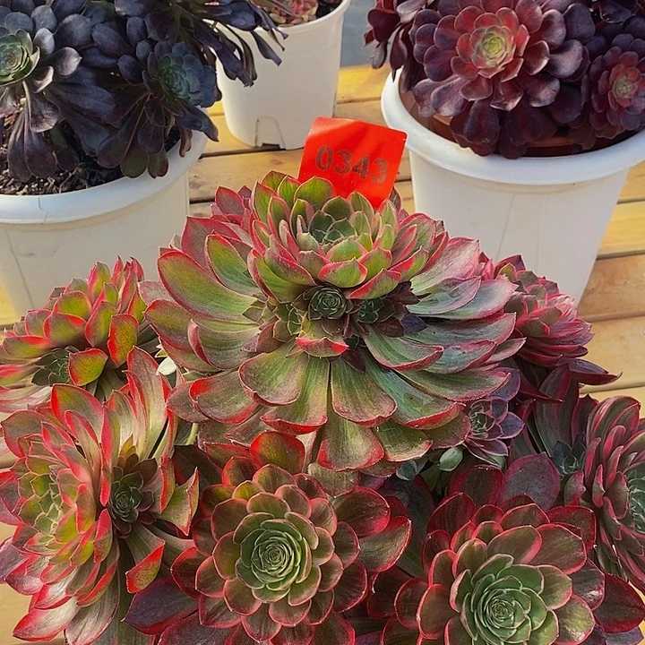 怠*0343多肉植物粉花妖