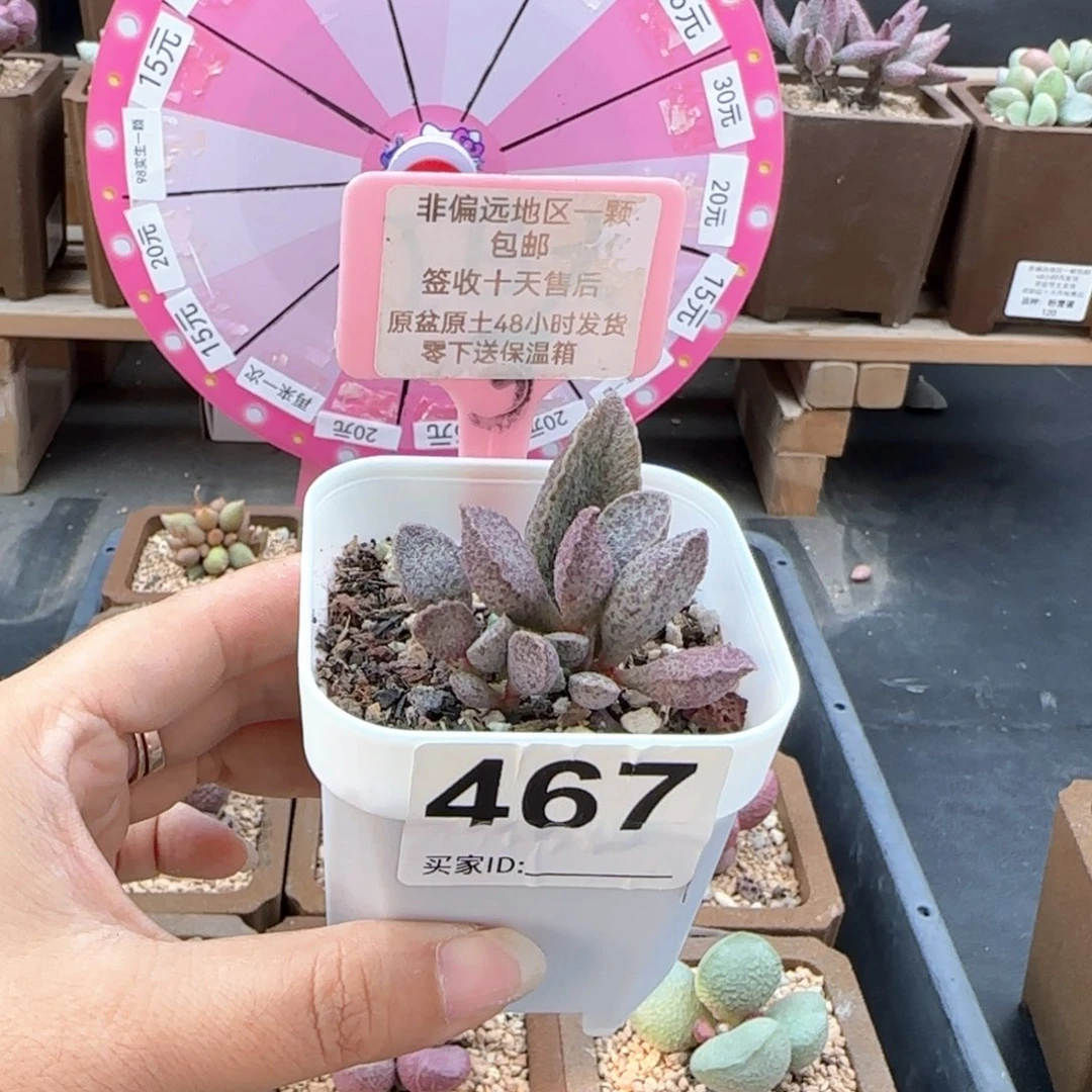 迷***痴467青龙多肉植物