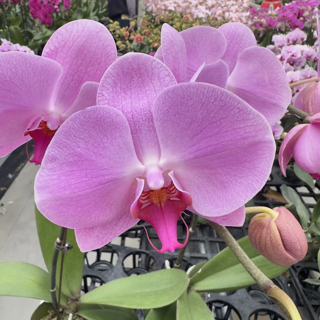 【安妮】蝴蝶兰 粉紫色系经典品种 好看耐养 送人送礼
