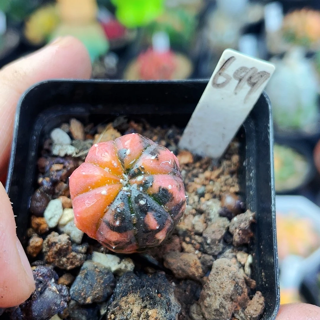 非偏远地区满25包邮仙人球