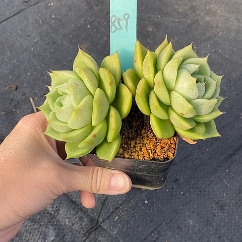 夜**兰859多肉植物老桩