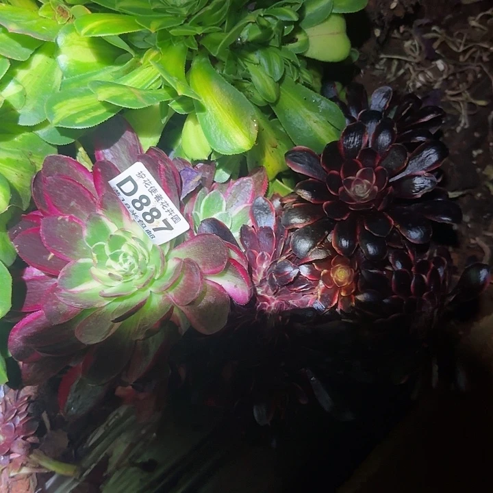 多肉 套餐福利多肉法师植物