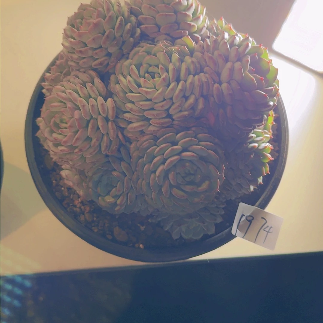 清*1974白胖子多肉植物