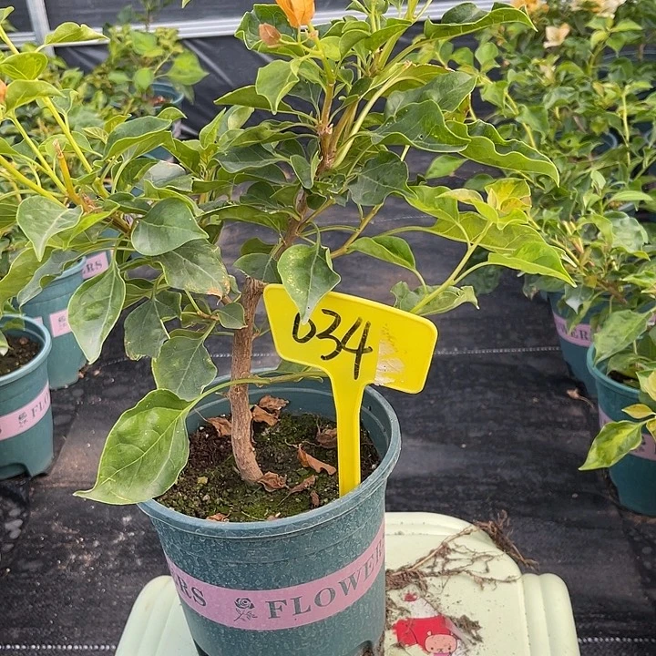 当前无花栽培后可以开花034蒙黄