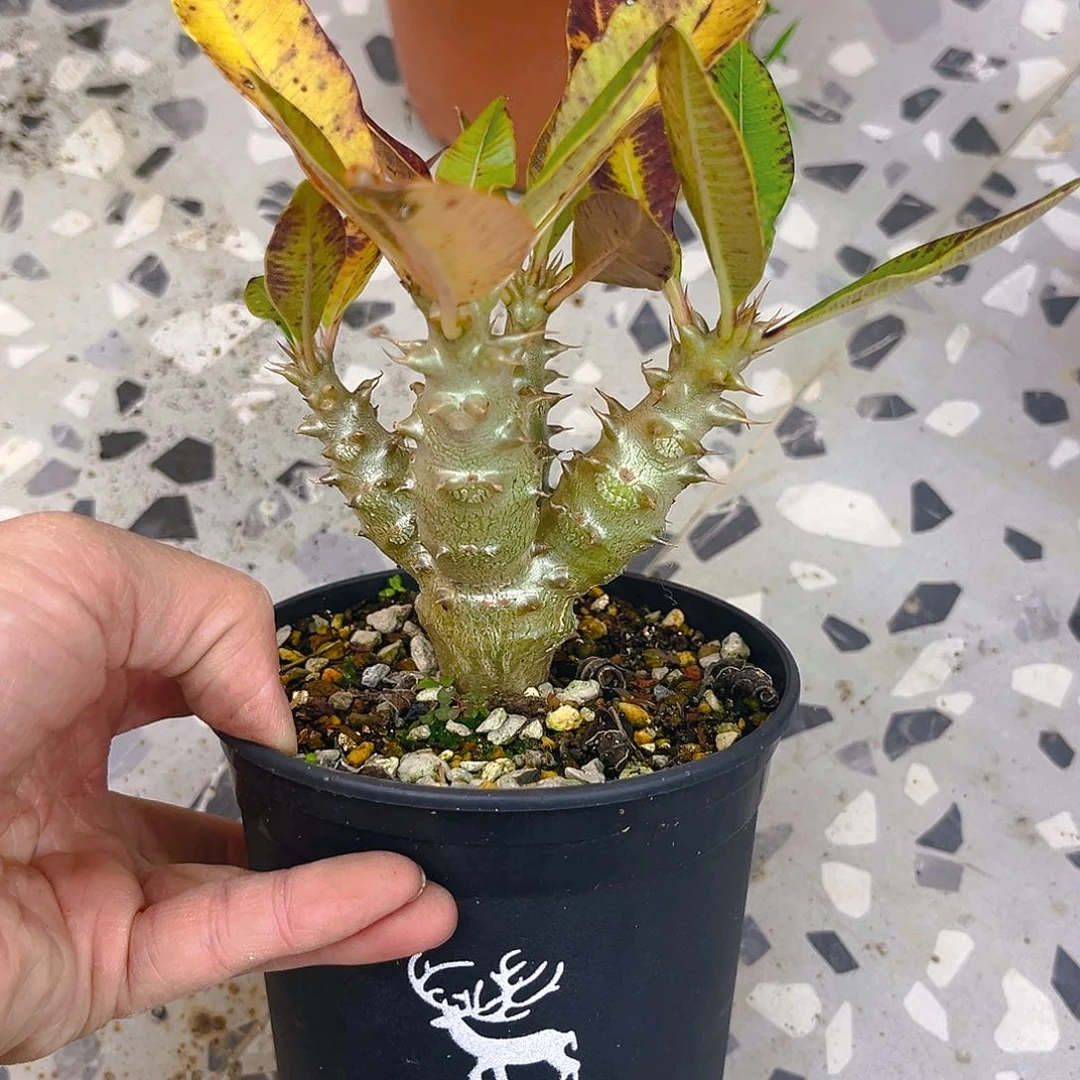 东**楚温巴棒槌，潮流植物