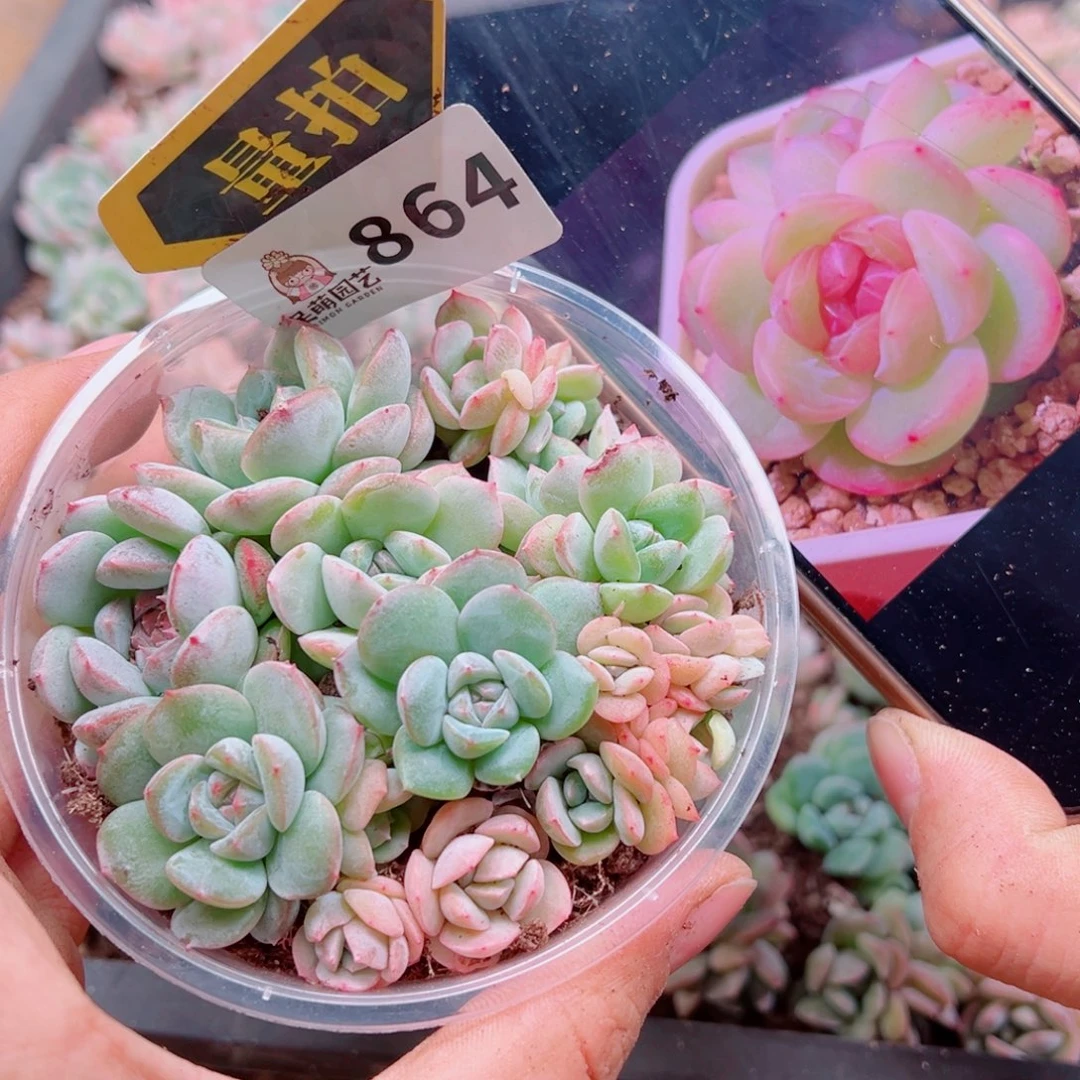 多肉植物多肉植物