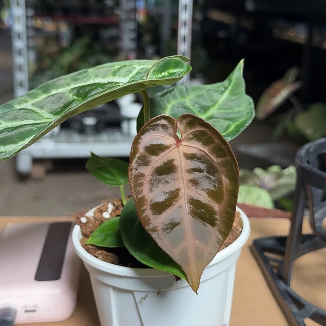 完全开放X92花烛一物一拍