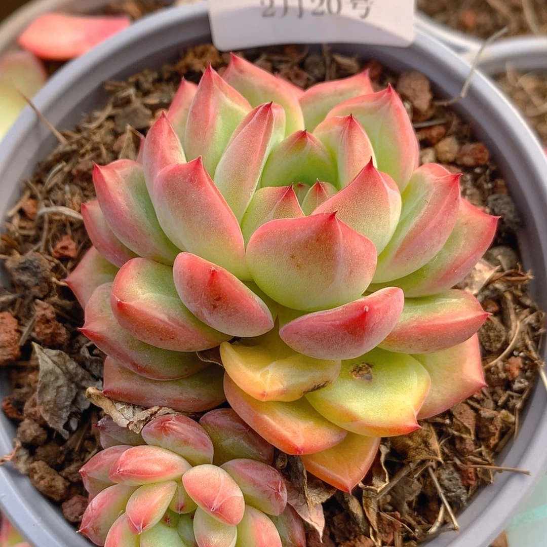 【闪购商品】云360