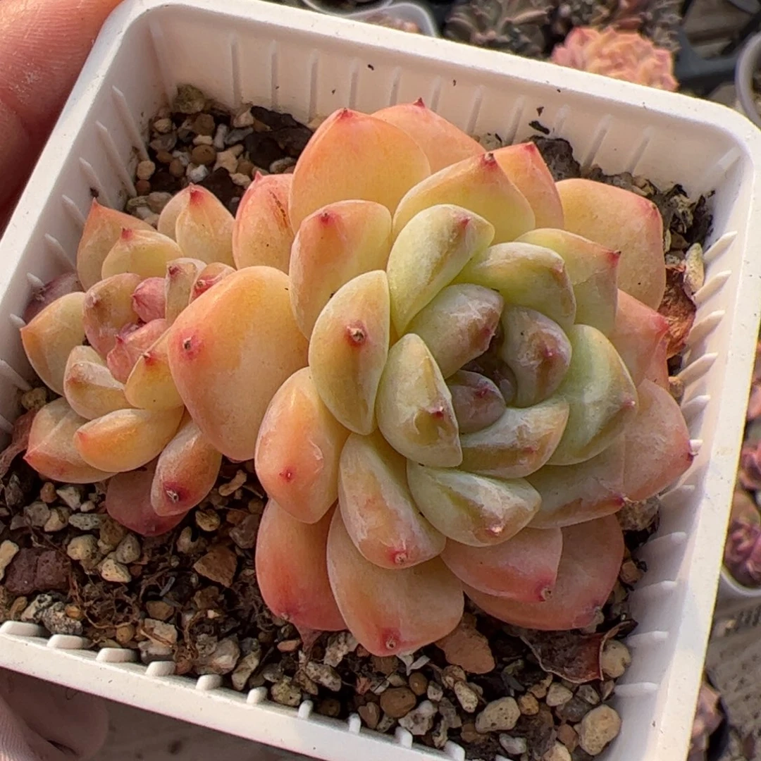 751 多肉植物组合盆栽