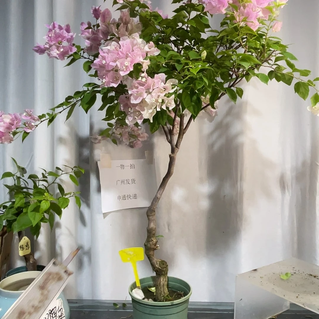 当前无花栽培后可以开花47广红樱桩，粗3.3公分
