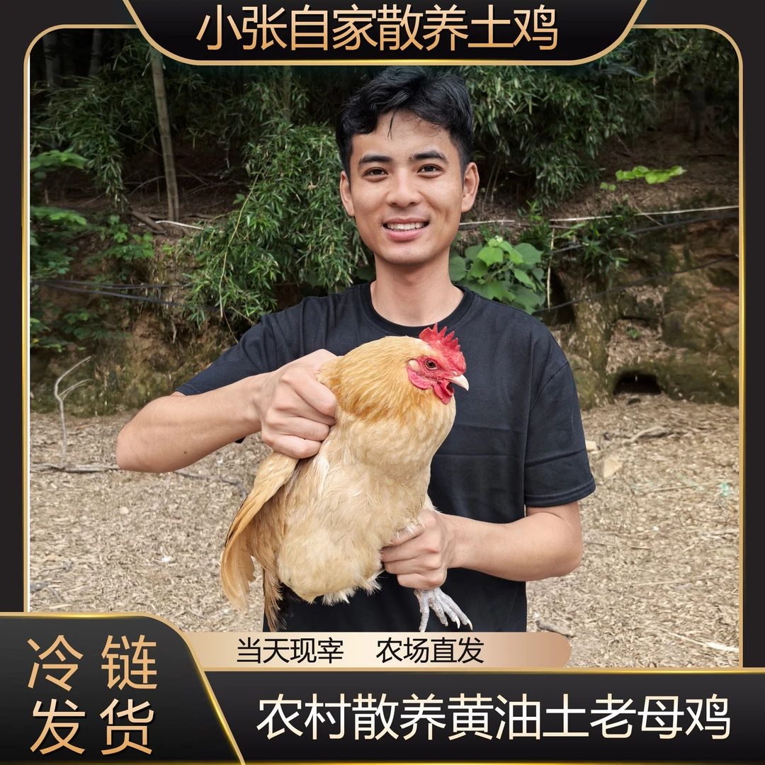买3只送2只 到手共5只净重共9斤 农家散养2年黄油老母鸡现宰现杀