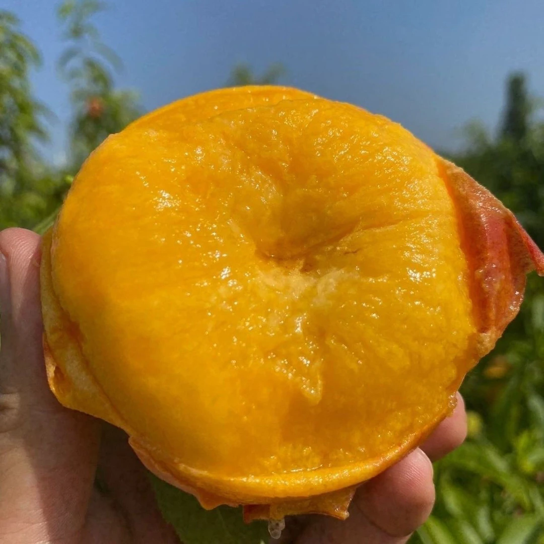 【新疆包邮】新疆蟠桃水果薄皮新鲜石河子桃子孕妇当季时令整箱