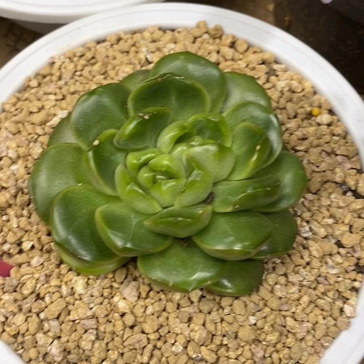D136- 直播福利 皮爱拉珍妮双心