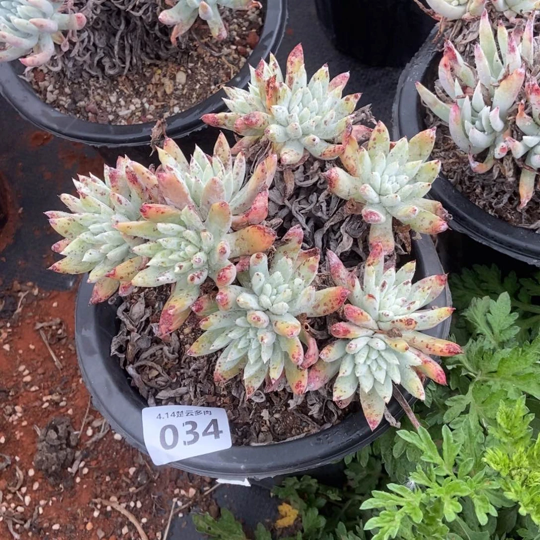 肉****）034多肉植物啦啦啦啦