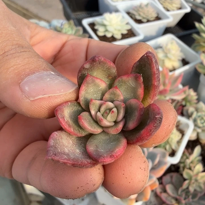 东云杂交锦多肉植物