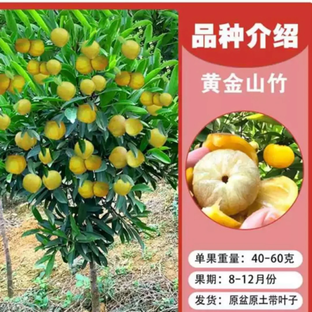 岭南黄金山竹真品嫁接苗一年四季才绿可盆栽可地栽适合南北方种植