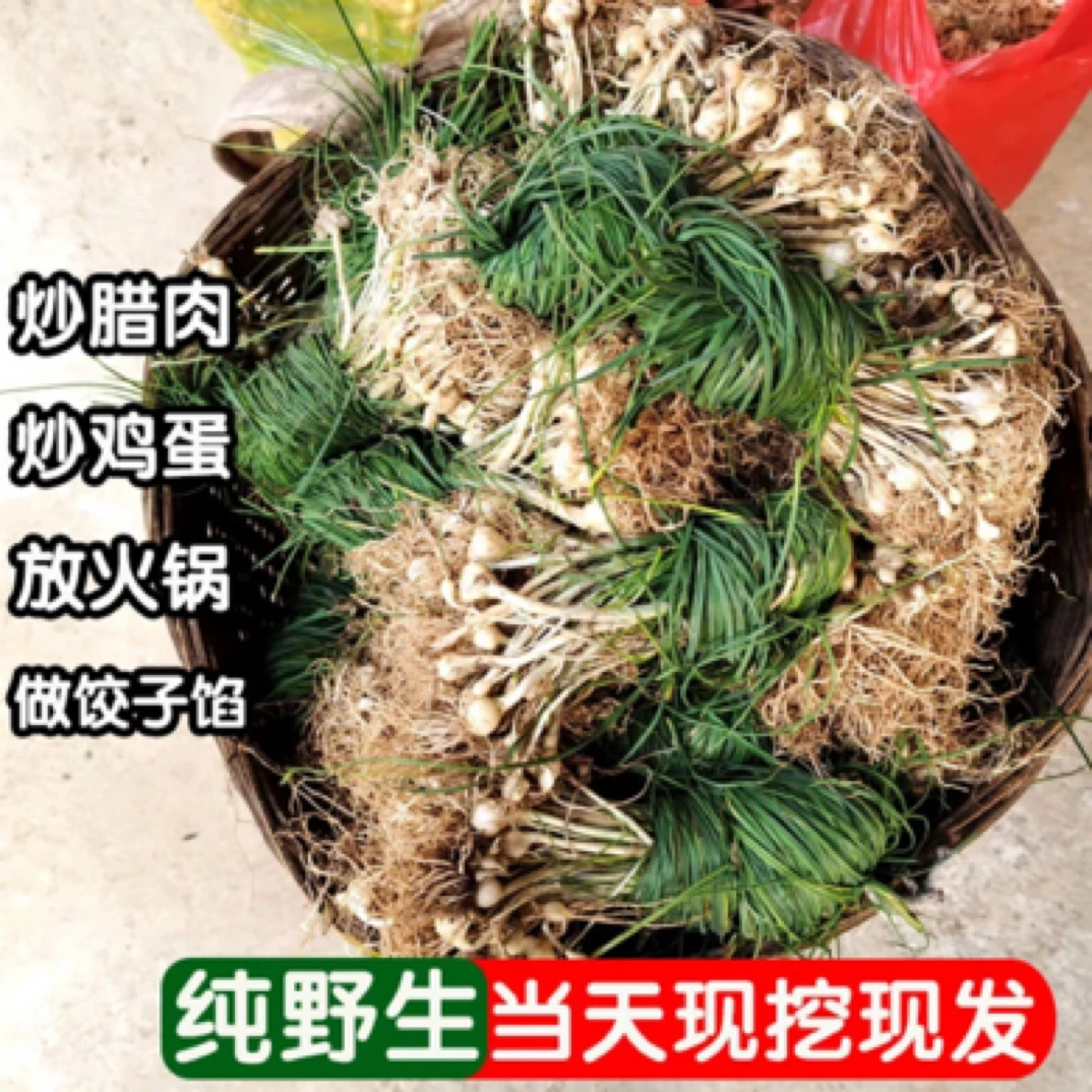 湖南耒阳纯野生野胡葱野藠头野蒜薤白