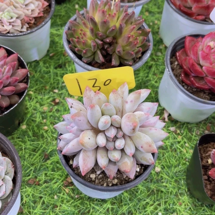 糖***?我的小可爱们都好可爱