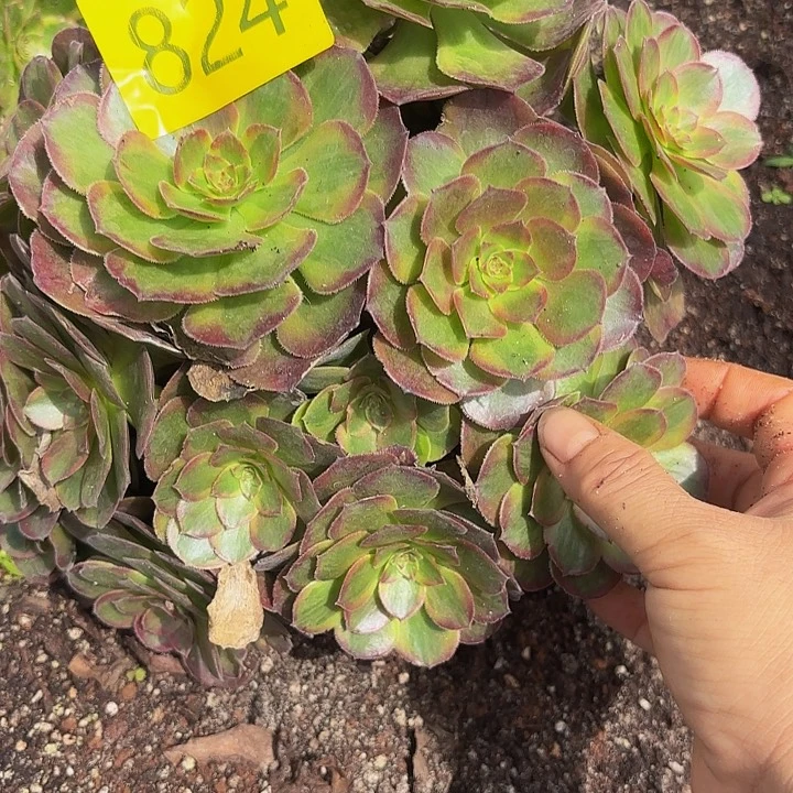 多肉植物福利824个