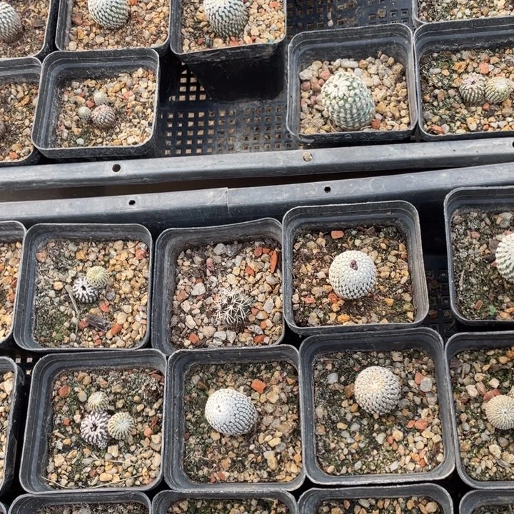 仙人球黑喉一棵00000000