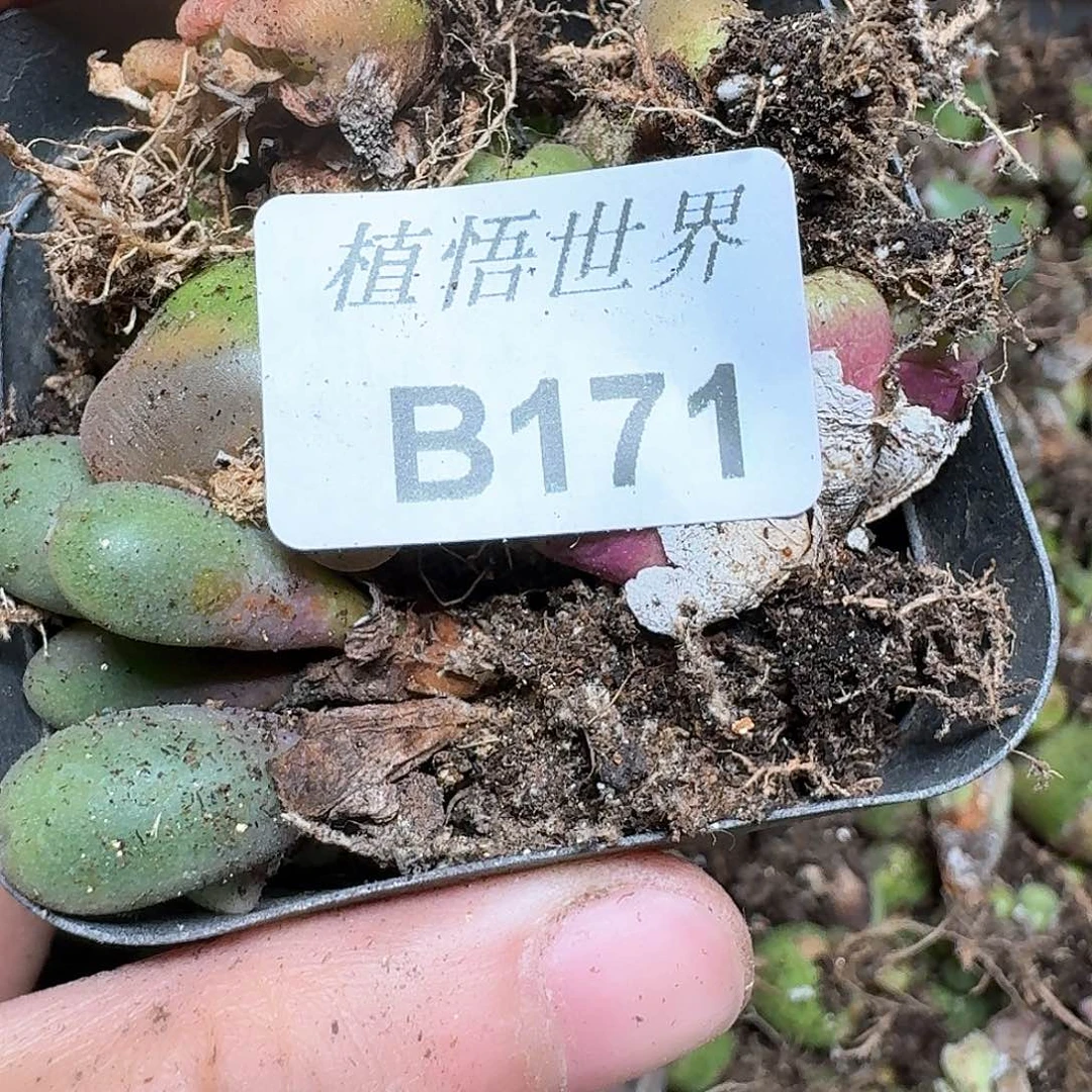 171号多肉植物哇f v