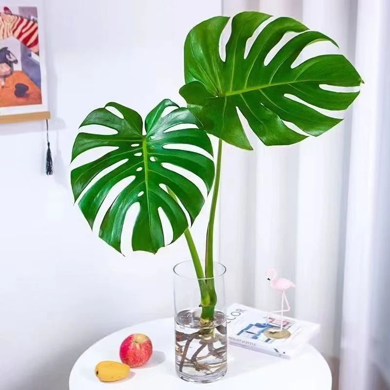 大型开背老桩龟背竹水培水养北欧风大叶除甲醛办公客厅室内绿植